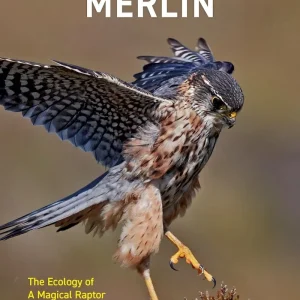 The Merlin The Ecology of a Magical Raptor ByFrank Rennie, 2025