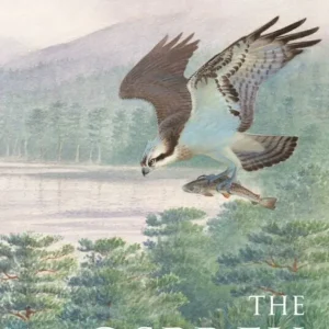 The Osprey, Mackrill – 2024