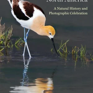 The Shorebirds of North America: A Natural History and Photographic Celebration, Dunne ym 2024