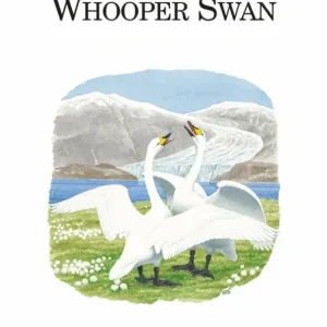 The Whooper Swan – Brazil,M. 2020