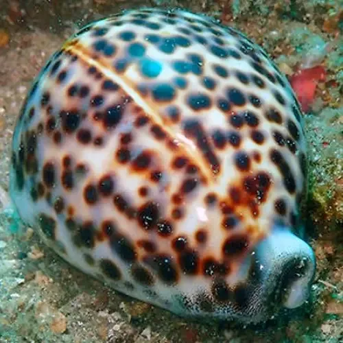 Tiger Cowry Porcelain Snail (Cypraea tigris)