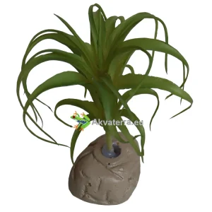 Tillandsia 13cm