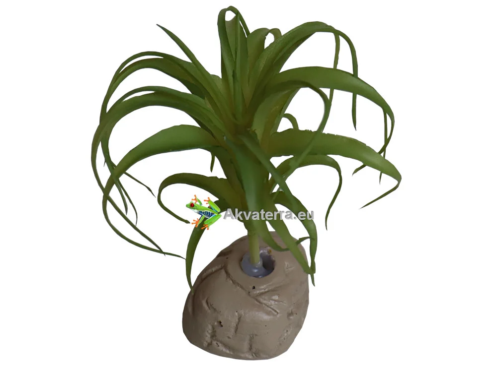 Tillandsia 13cm - Image 2