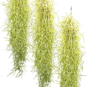 Tillandsia usneoides