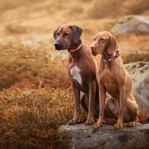 Trail Quest Collar Unisex Sunset S