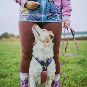 Trail Quest Leash RP Signature Edition Purple/Pink