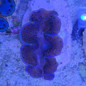Tridacna Crocea Premium Blue