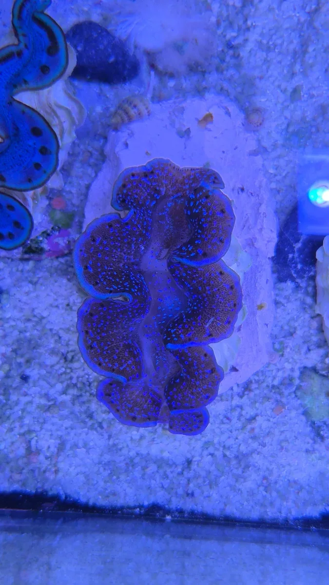Tridacna Crocea Premium Blue