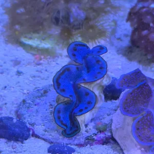 Tridacna Maxima Blue 1