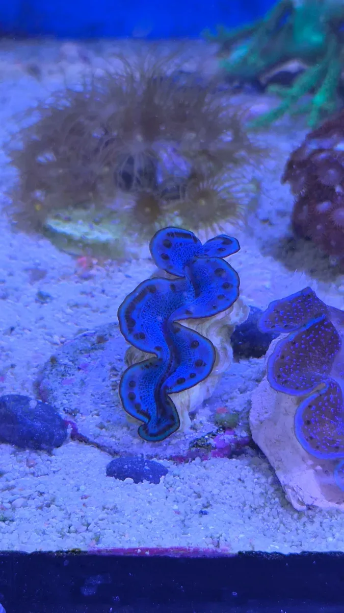 Tridacna Maxima Blue 1