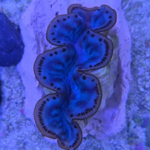 Tridacna Maxima Blue 2