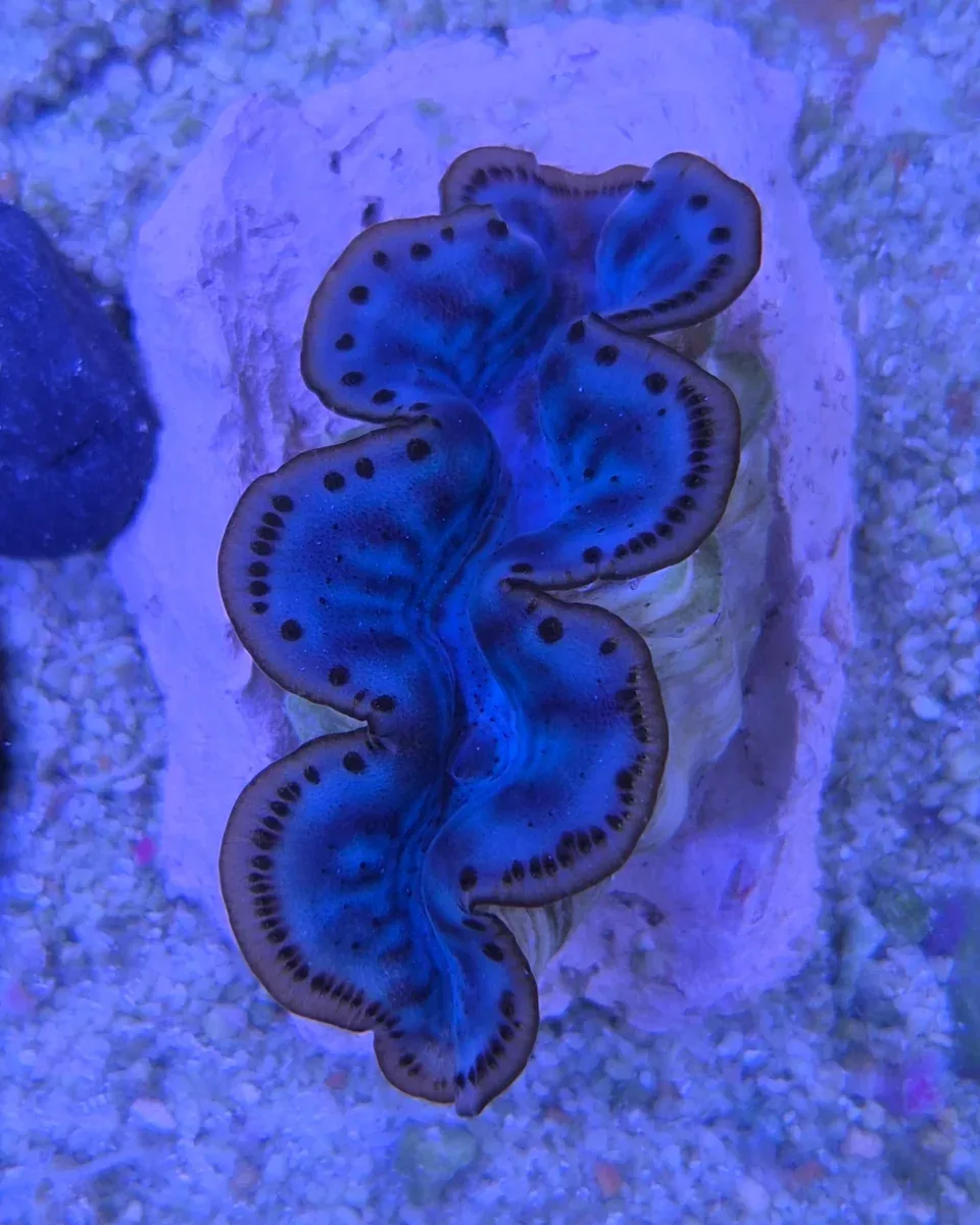 Tridacna Maxima Blue 2