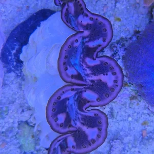 Tridacna Maxima Orange