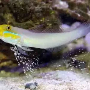 Valenciennea strigata