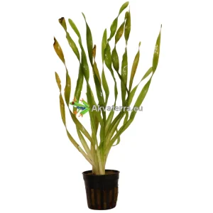 Vallisneria asiatica – Kierteisvallisneria