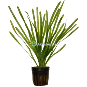 Vallisneria spiralis – Vallisneria