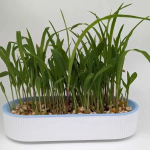 Vesiviljelyalusta ovaali, 21cm x 9 cm x 4cm, kolme eri väriä