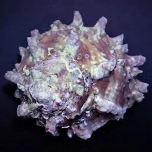West Indian Star Snail (Lithopoma tectum) L-XL