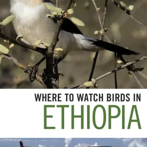 Where to Watch Birds in Ethiopia, – Gabremichael,M. & Spottiswoode,J.F.C. 2010