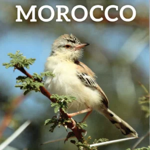 Where to Watch Birds in Morocco – Bergier, P. ja F., 2017