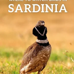 Where to Watch birds in Sardinia – Fozzi, I. ym. 2018