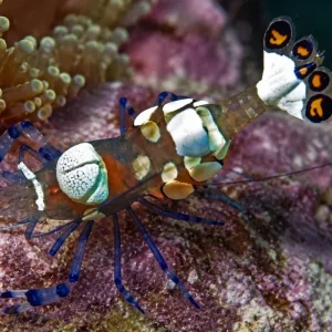 White Spot Anemone Shrimp (Periclimenes brevicarpalis)