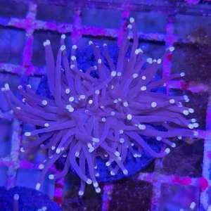 White tip Black Torch Coral (Euphyllia glabrescens)