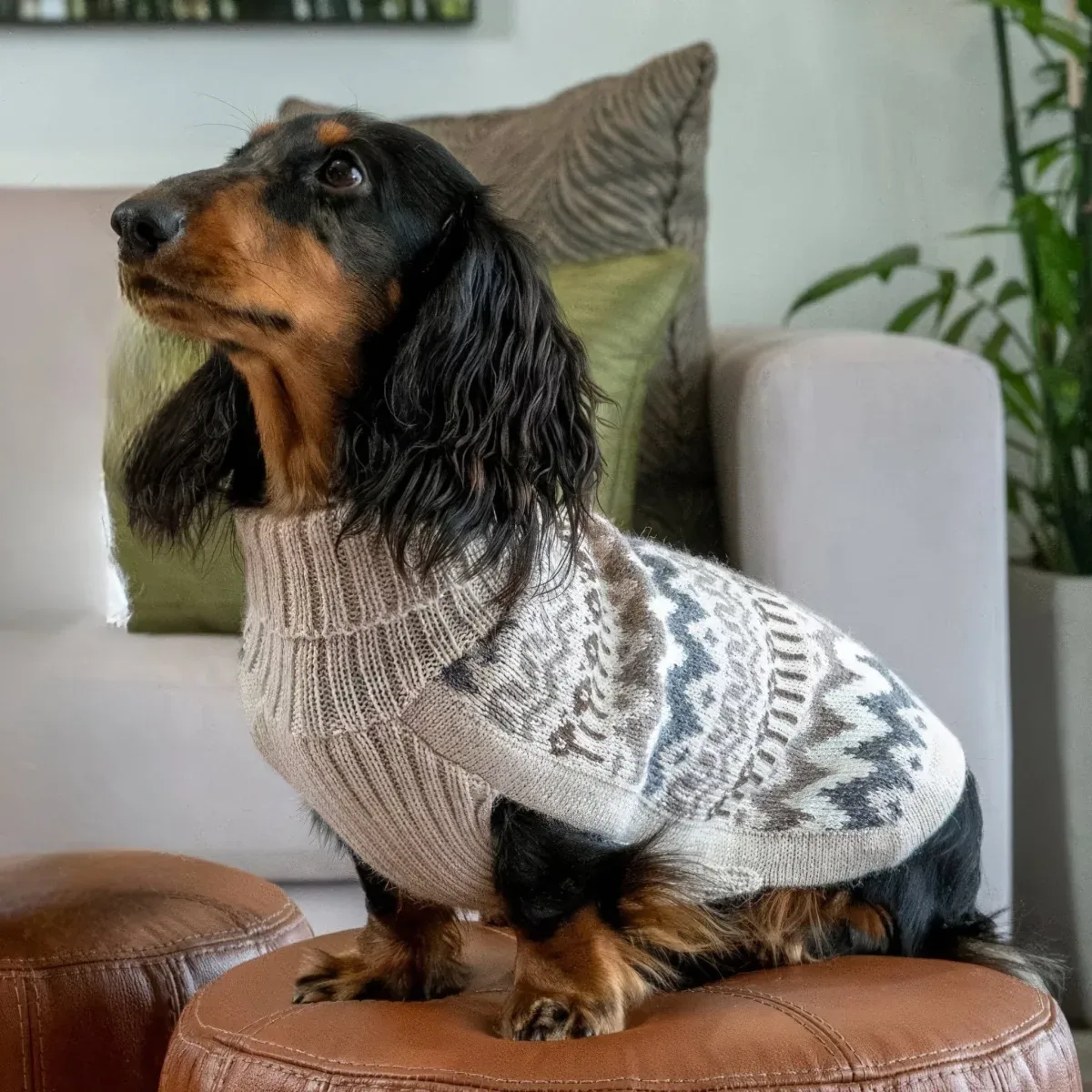Woolly Winter Knit alpakkaneule koiralle