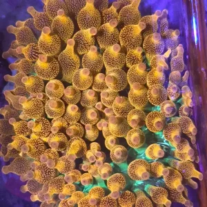 WYSIWYG Bubble-tip anemone (Entacmaea quadricolor) premium