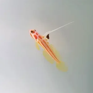 Yasha-Shrimp Goby (Stonogobiops yasha)