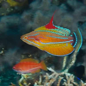 Yellow-fin Flasher wrasse (Paracheilinus flavianalis)