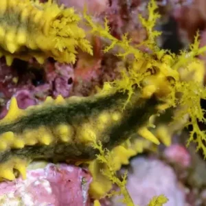Yellow sea cucumber (Colochirus robustus)