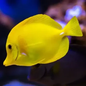 Yellow Tang (Zebrasoma Flavescens) T.B