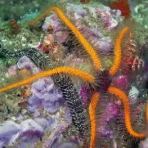 Yellowish Filamented Brittle Star (Ophiomastix sp.)