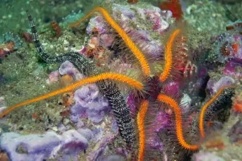 Yellowish Filamented Brittle Star (Ophiomastix sp.)