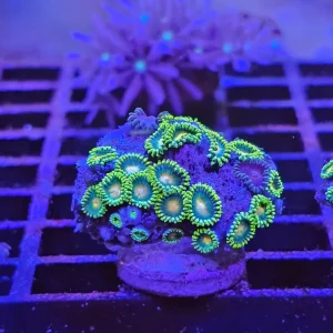 Zoanthus Green/yellow