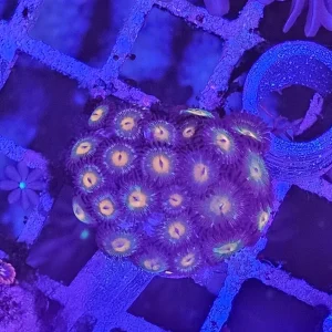 Zoanthus Orange
