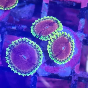 Zoanthus Pink Diamonds