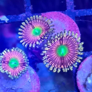 Zoanthus Pink Flamingo