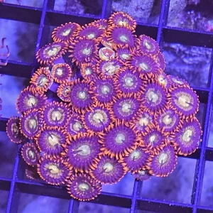 Zoanthus Purple Red