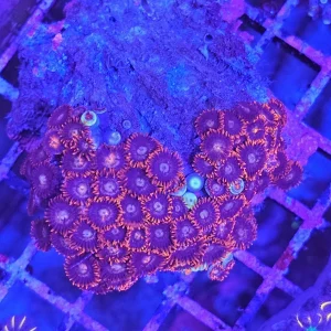 Zoanthus Rock Purple-Red