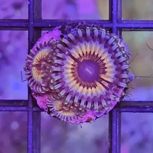 Zoanthus Sonic Flare