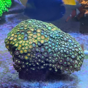 Zoanthus sp. Mix Live rock XL