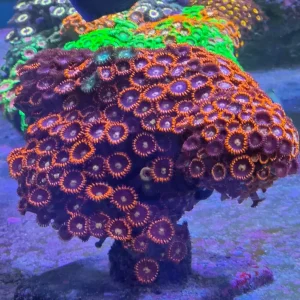 Zoanthus sp. Red Live rock XL